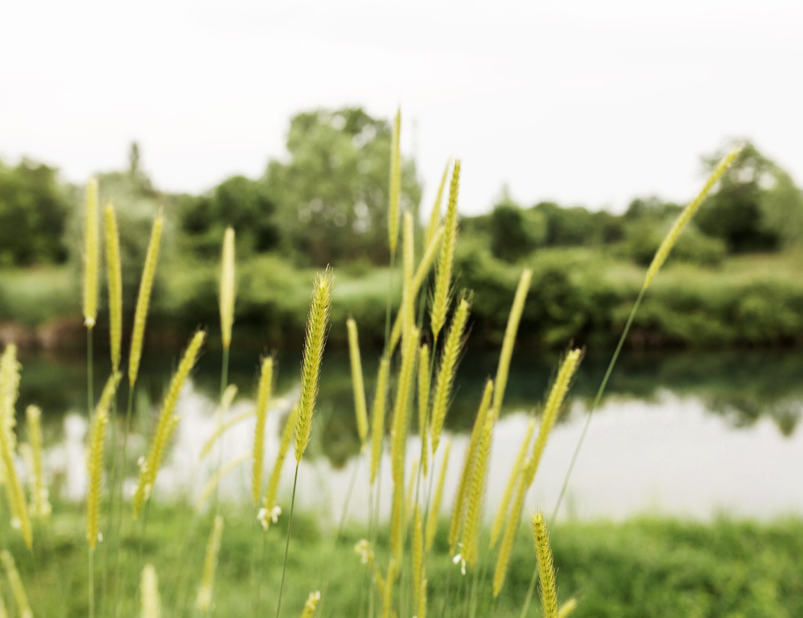 mestwater_7